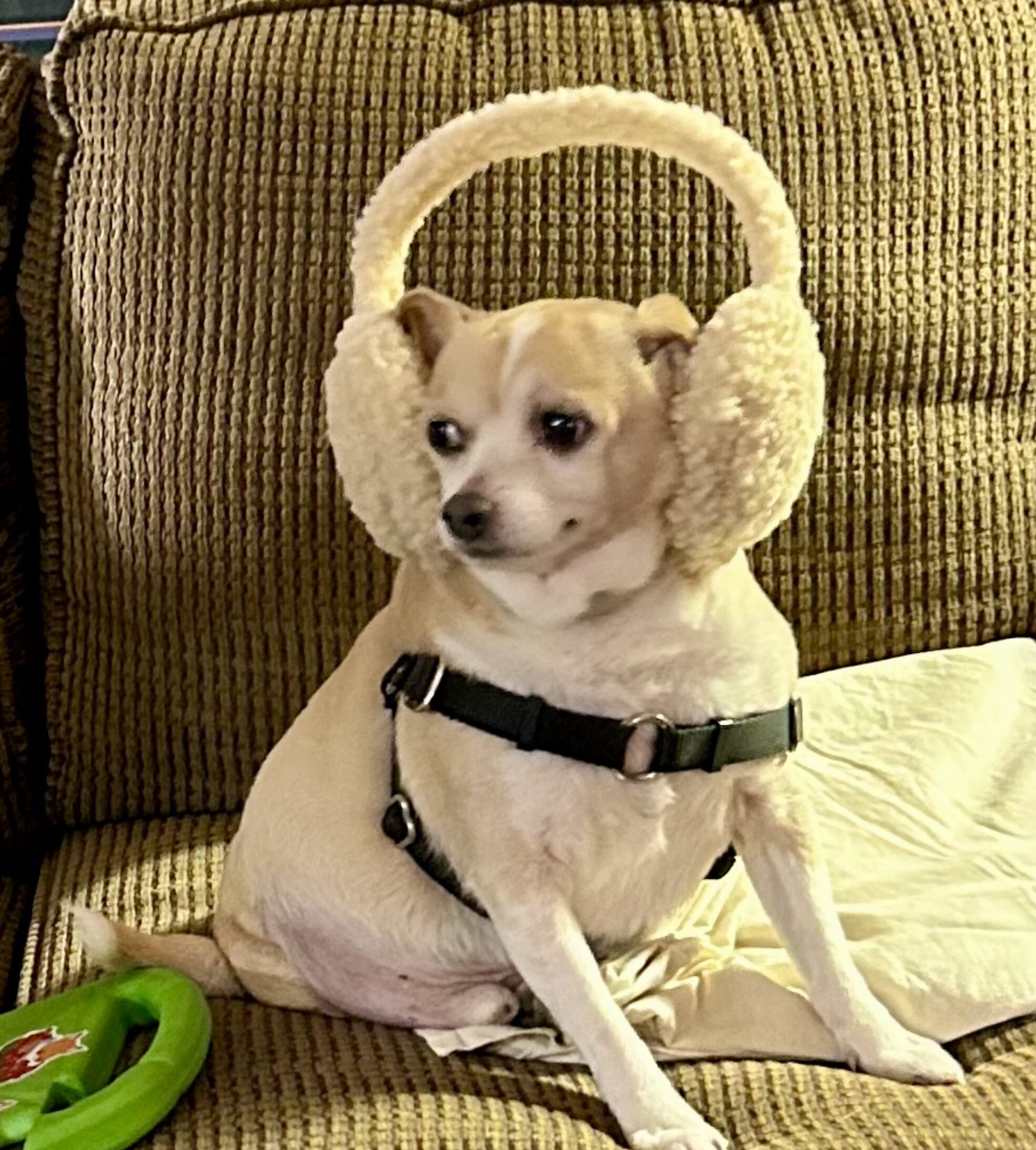 Finn with Earmuffs