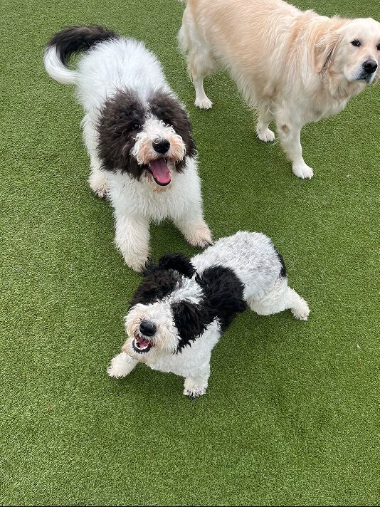 Daisy and her twin she met at the dog park